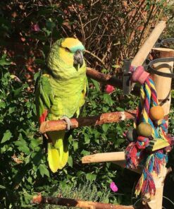 Yellow Crowned Amazon Parrot