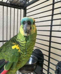 Blue Fronted Headed Amazon Parrot