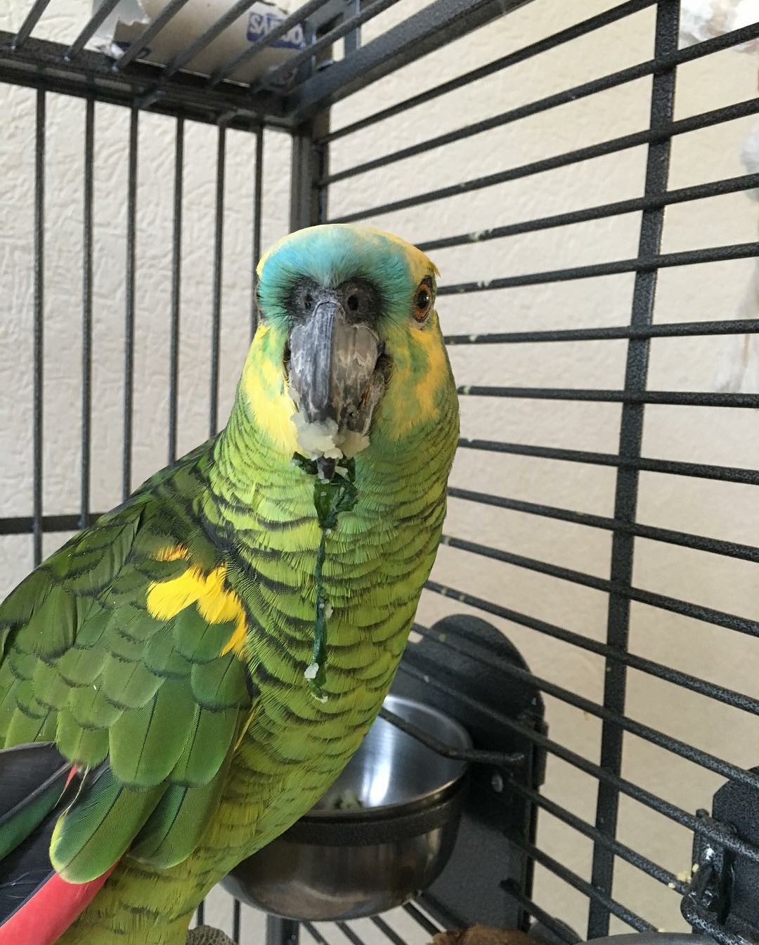 "Blue Fronted Amazon Parrot for Sale – Hand-Tamed, Intelligent, and Talking Parrot | Exotic Global Birds Farm"