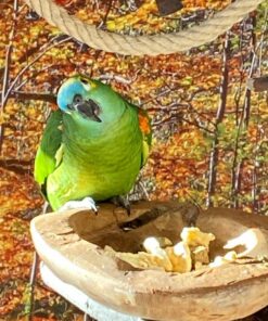 Yellow Crowned Amazon Parrot