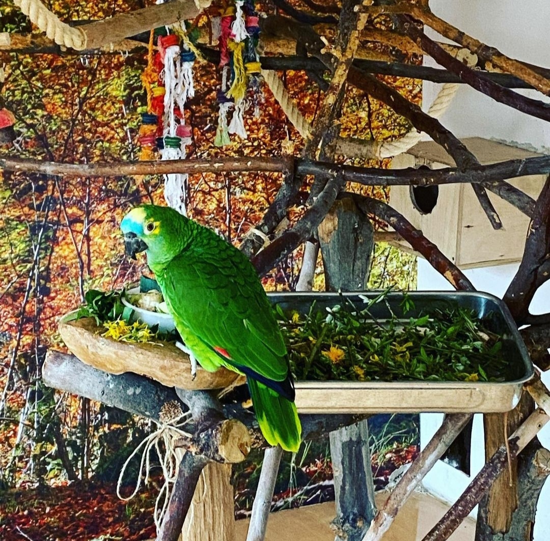 "Colorful Mealy Amazon Parrot perched on a branch, showcasing its vibrant green feathers, bright yellow and blue markings, and distinctive orange-red forehead. Known for their playful personality and ability to mimic sounds, these parrots are a popular choice among bird enthusiasts and make delightful companions."