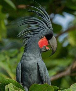 Black Palm Cockatoo Parrots