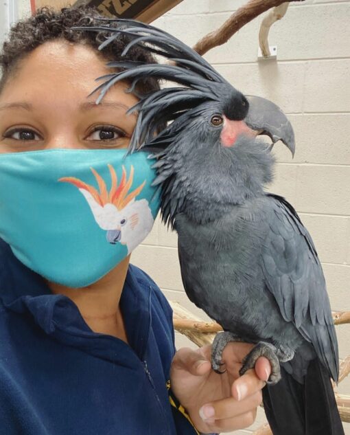 "Black Palm Cockatoo Parrots for Sale – Stunning, intelligent, and rare exotic birds with striking black feathers, red cheek patches, and strong beaks. Perfect for bird enthusiasts and breeders. Worldwide shipping available!"