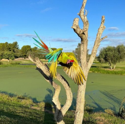 Buffon Macaw Parrots - Image 7