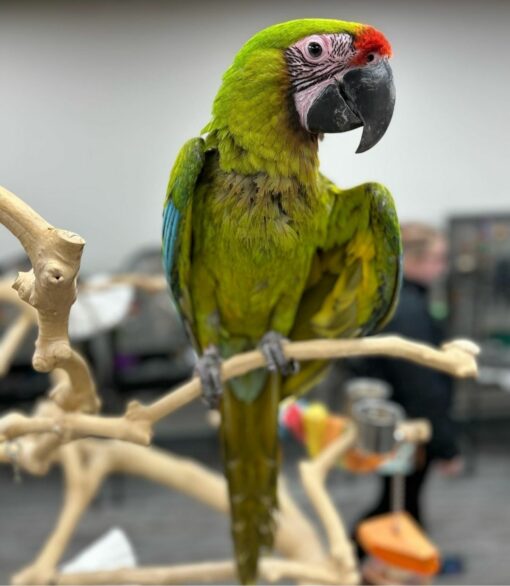 "Stunning Buffon Macaw Parrots perched on a branch, showcasing their vibrant green plumage, distinctive yellow and blue accents, and strong, curved beaks. These exotic birds are known for their intelligence, playful nature, and striking appearance, making them a popular choice among bird enthusiasts and pet owners."