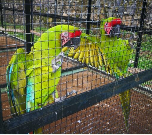 Buffon Macaw Parrots - Image 9