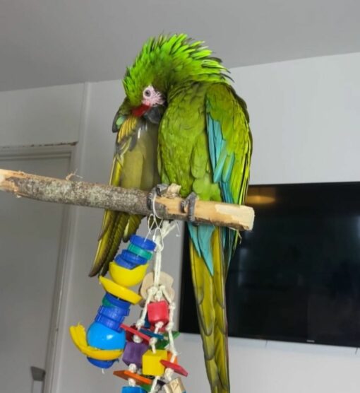 Buffon Macaw Parrots - Image 10