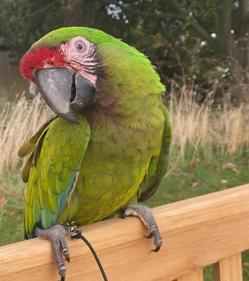 Buffon Macaw Parrots - Image 2