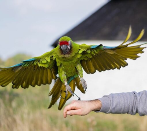 Buffon Macaw Parrots - Image 13