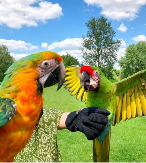 Buffon Macaw Parrots - Image 14