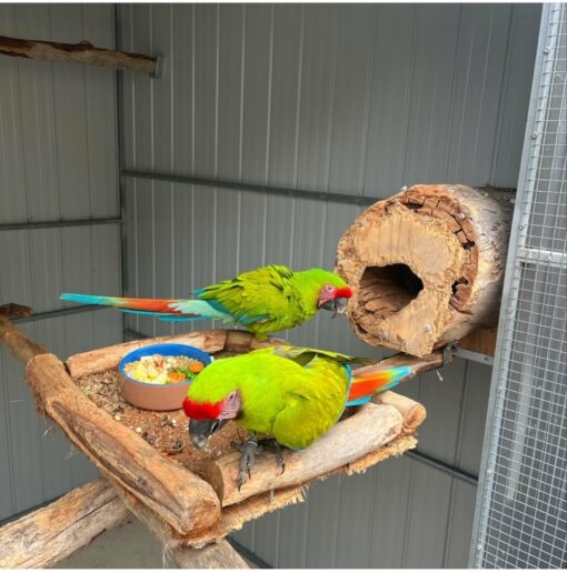 Buffon Macaw Parrots - Image 3
