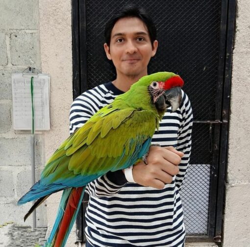 Buffon Macaw Parrots - Image 4