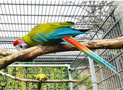 Buffon Macaw Parrots - Image 5