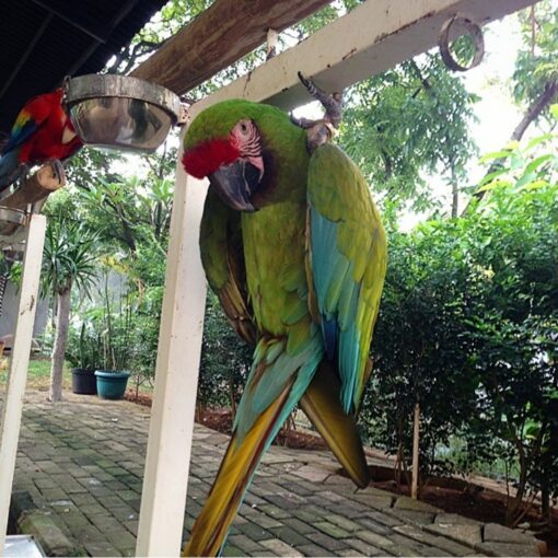 Buffon Macaw Parrots - Image 6