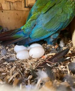 Blue Throated Macaw Eggs