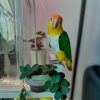 "Female White-Bellied Caique Parrot for sale, vibrant and colorful, showcasing its distinctive white belly and bright green feathers, ideal for bird enthusiasts and pet lovers seeking a friendly companion. Available at Exotic Global Birds Farm, known for high-quality, healthy parrots."