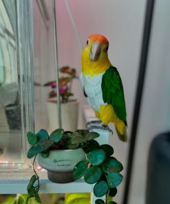 Female White-Bellied Caique Parrot for Sale
