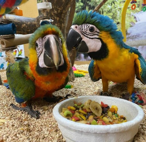 Catalina Macaw Parrots - Image 2