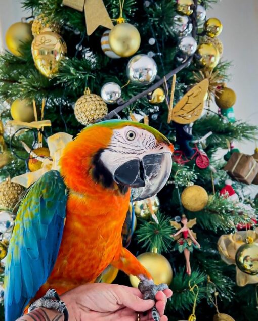 Catalina Macaw Parrots - Image 4