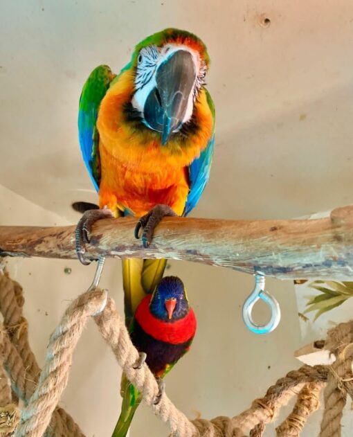 Catalina Macaw Parrots - Image 5