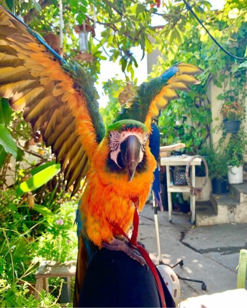 Catalina Macaw Parrots - Image 6