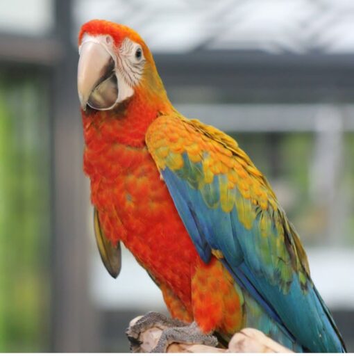 Catalina Macaw Parrots - Image 8
