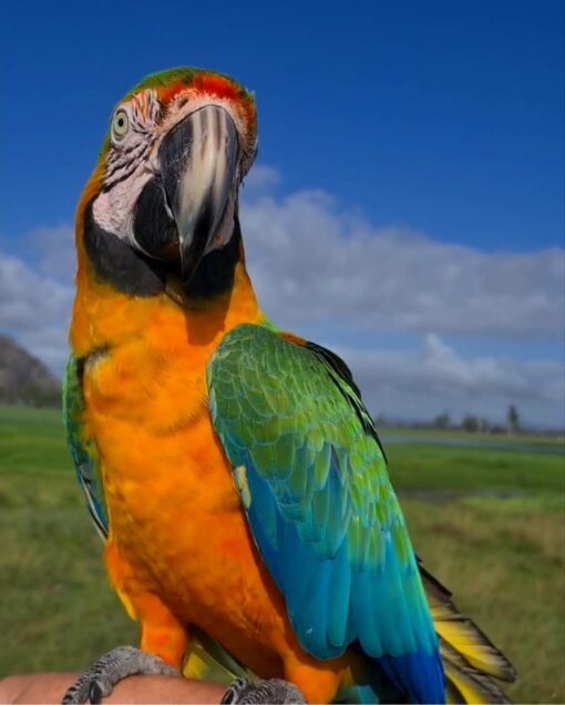 Catalina Macaw Parrots - Image 9