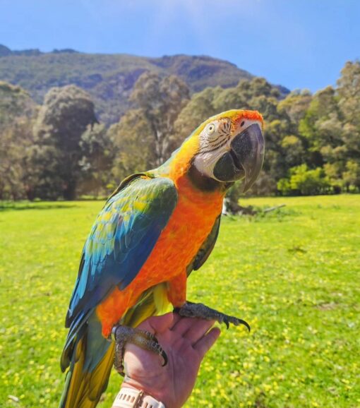 Catalina Macaw Parrots - Image 10