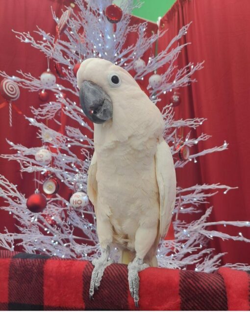 Umbrella Cockatoo Parrots - Image 2