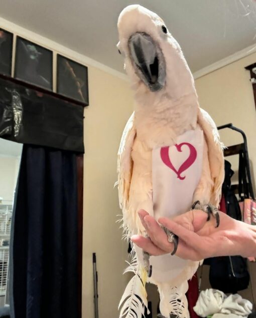 Umbrella Cockatoo Parrots - Image 3