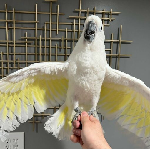 "Vibrant Umbrella Cockatoo Parrots perched on a branch, showcasing their striking white feathers and iconic crest, known for their playful and affectionate nature, perfect for exotic pet enthusiasts and bird lovers."