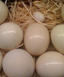 Sulphur Crested Cockatoo Eggs