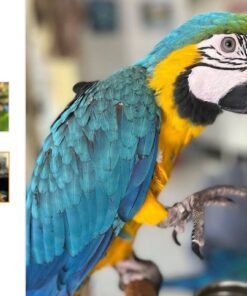 Medina-Blue & Gold Macaw Parrot