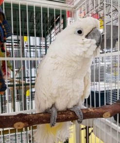 Umbrella Cockatoo Parrots For Sale