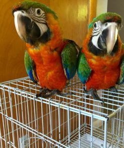 Catalina Macaw Parrots