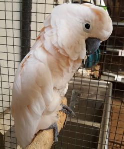 Moluccan Cockatoo Parrot For Sale