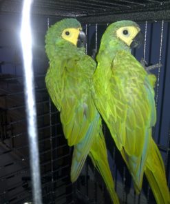 Red Bellied Macaw Parrots