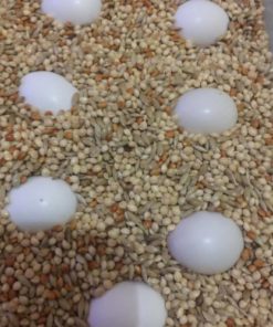 Yellow Crowned Amazon Parrot Eggs For Sale