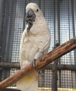 Umbrella Cockatoo Parrots For Sale