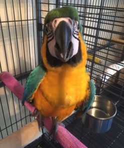 Blue & Gold Macaw Parrots For Sale