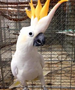 Victorine-Citron crested Cockatoo Parrots