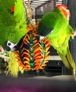 Hahns Macaw Parrots For Sale