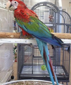 Green Wing Macaw Parrots For Sale