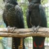 Red Tailed Black Cockatoo Parrots - Image 2