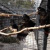 Red Tailed Black Cockatoo Parrots - Image 3