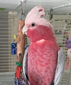 Rose Breasted Cockatoo Parrots For Sale