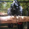 "Close-up image of a vibrant Red Tailed Black Cockatoo parrot perched on a branch, showcasing its striking black feathers, distinctive red tail, and strong beak. This intelligent and social bird is known for its playful nature and beautiful plumage, making it a popular choice among exotic bird enthusiasts."