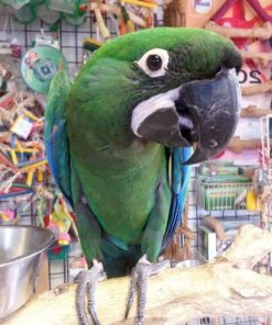 Mutation Buffon Macaw Parrots