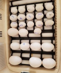 Hyacinth macaw parrot  eggs for sale