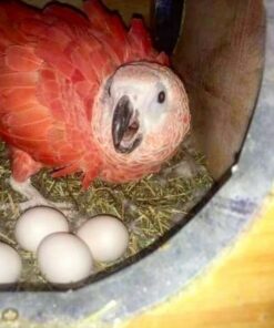 Red Factor African Grey Parrot  Eggs